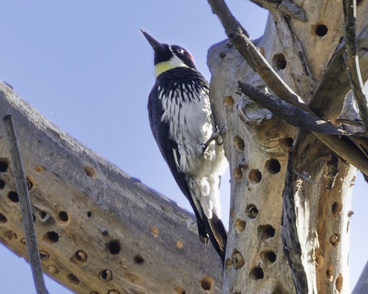 Acorn Woodpecker - ML643155840