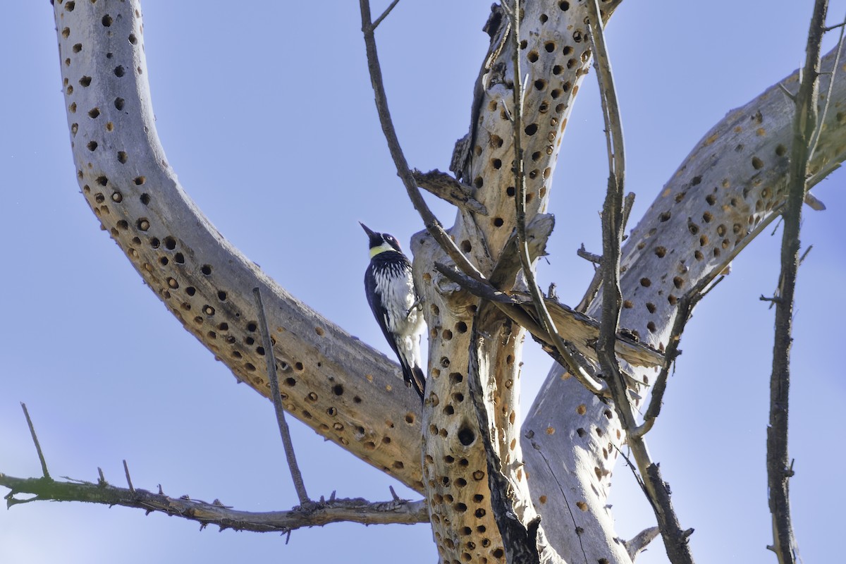 Acorn Woodpecker - ML643155841