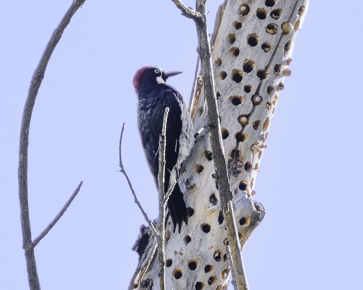 Acorn Woodpecker - ML643155842