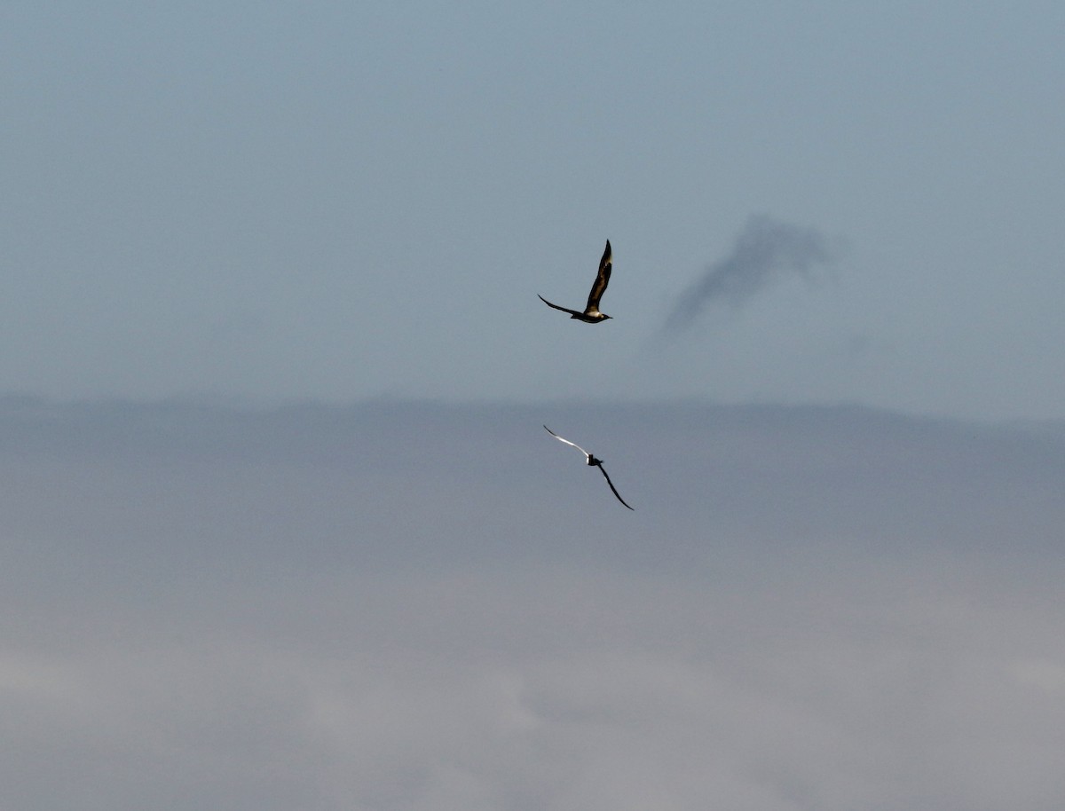 Parasitic Jaeger - ML643155845