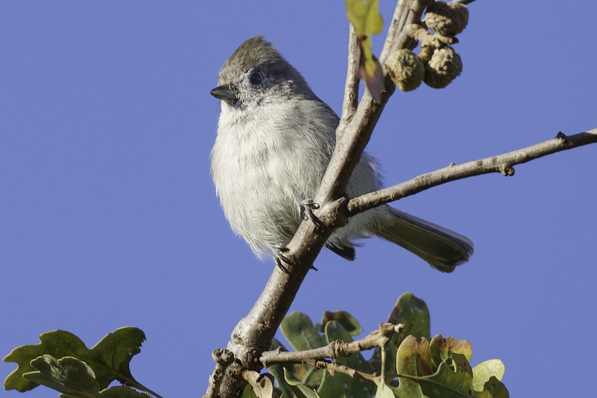 Oak Titmouse - ML643155858