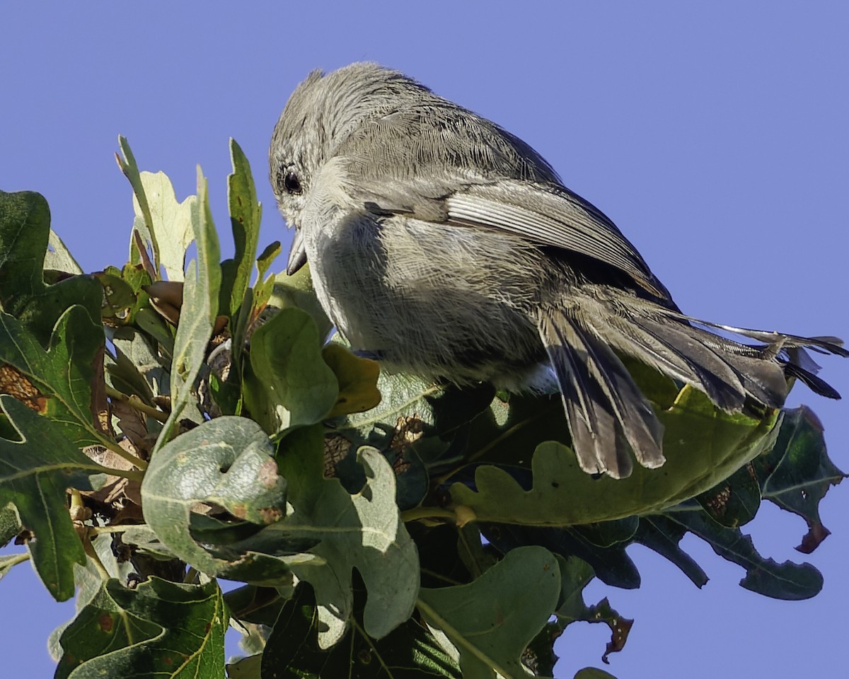 Oak Titmouse - ML643155859