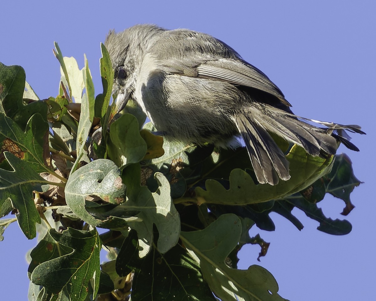 Oak Titmouse - ML643155860