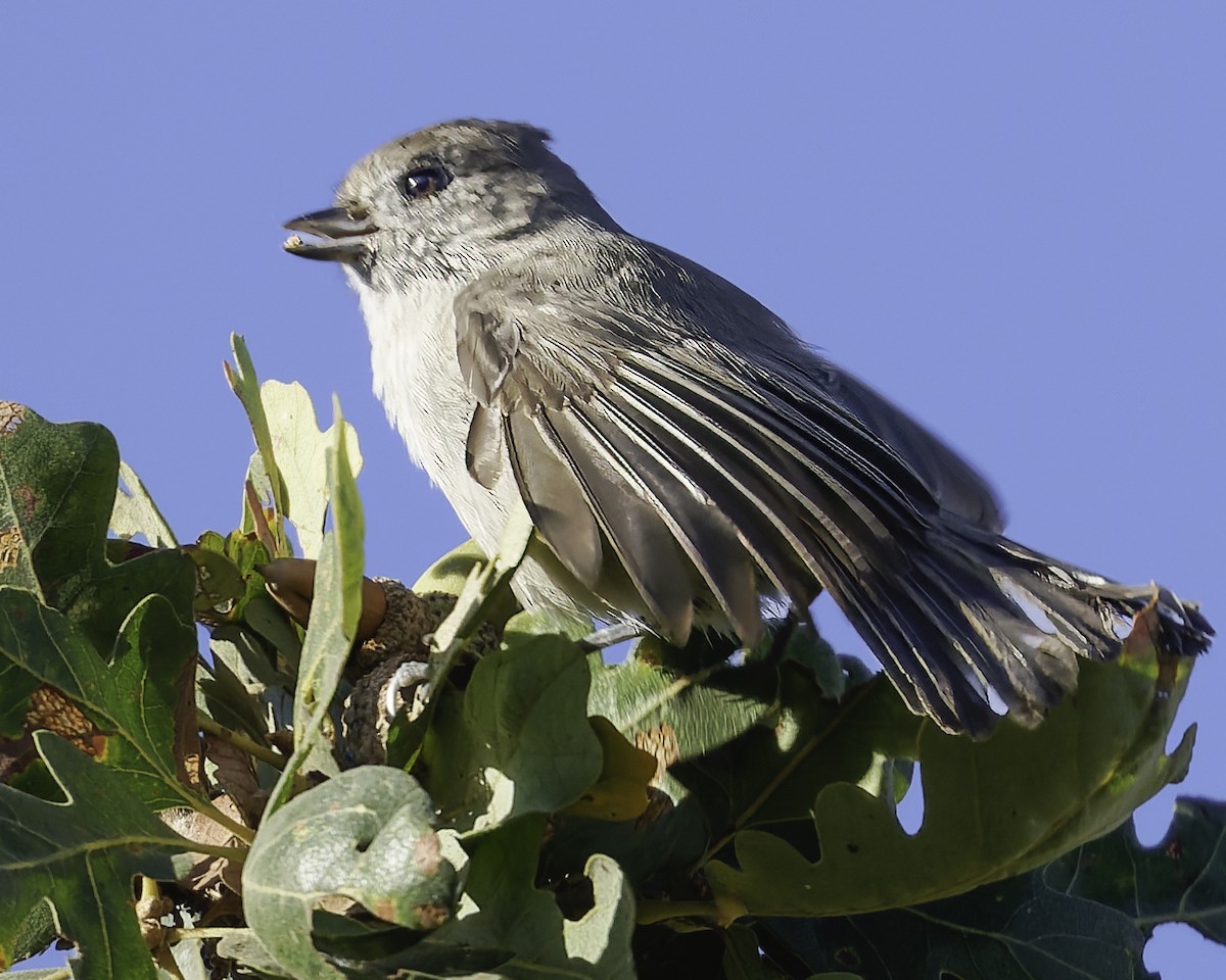 Oak Titmouse - ML643155861