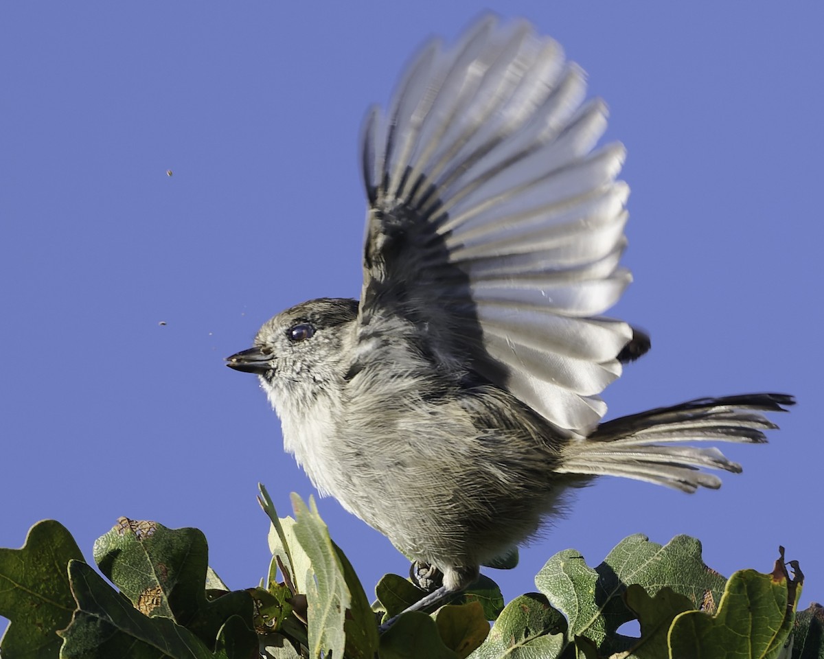 Oak Titmouse - ML643155862