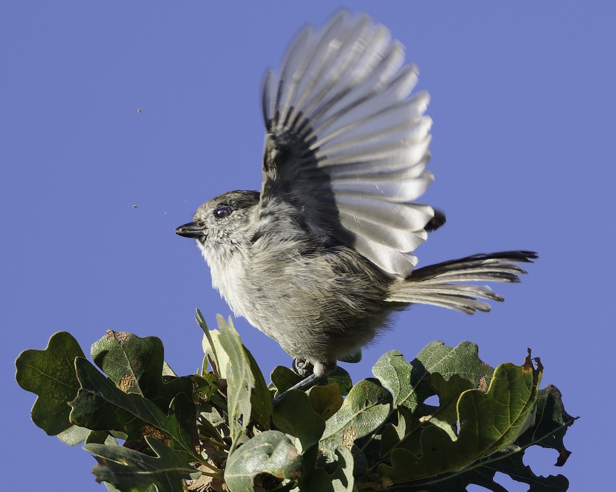 Oak Titmouse - ML643155863