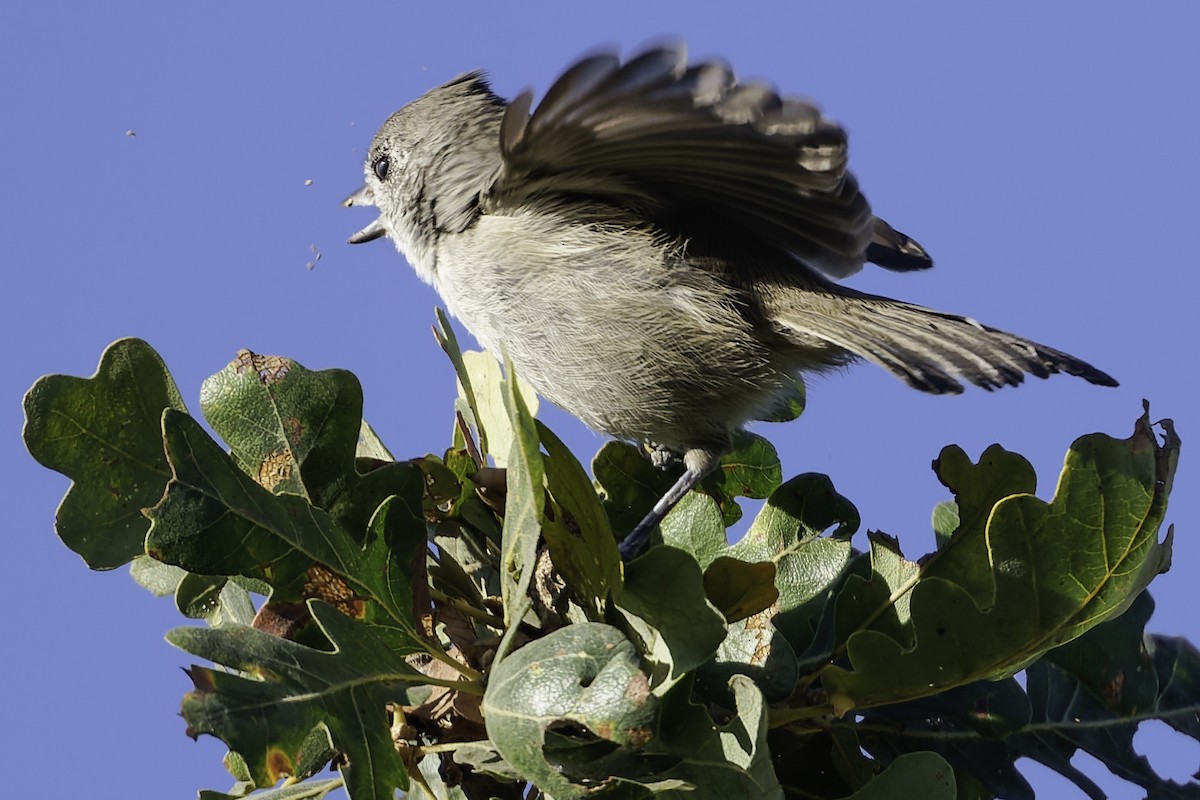 Oak Titmouse - ML643155864