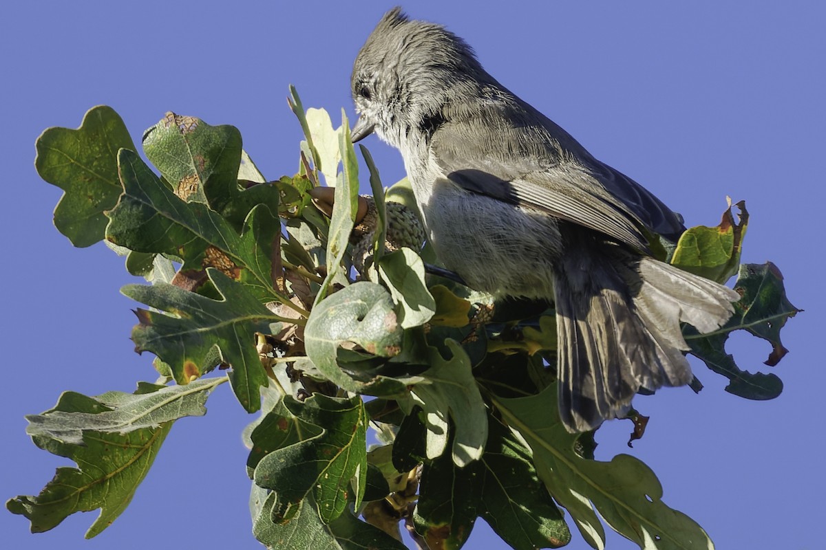 Oak Titmouse - ML643155865