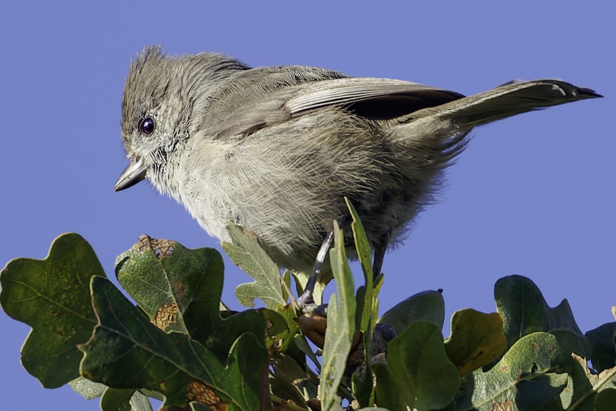 Oak Titmouse - ML643155866