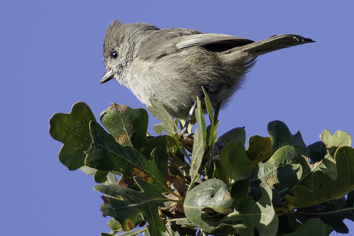 Oak Titmouse - ML643155867