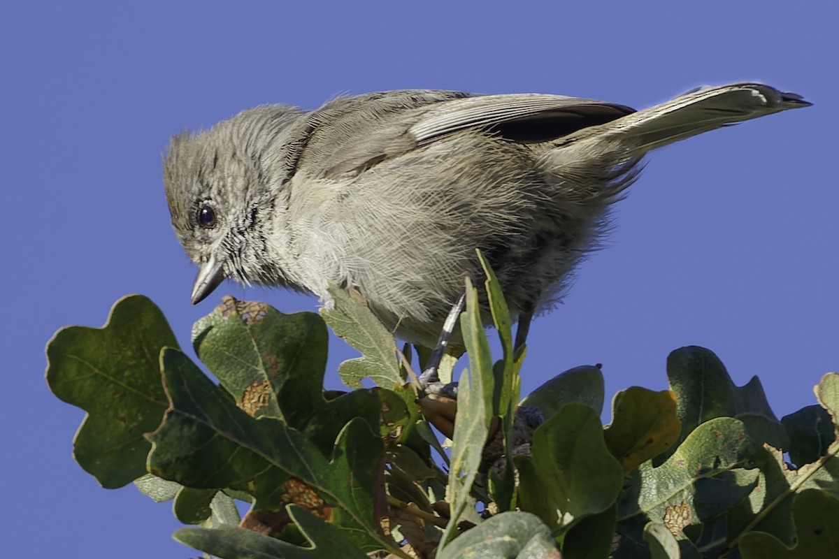 Oak Titmouse - ML643155868