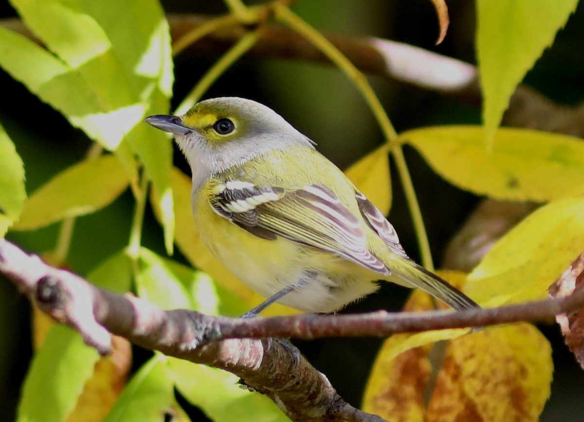 White-eyed Vireo - ML643155890