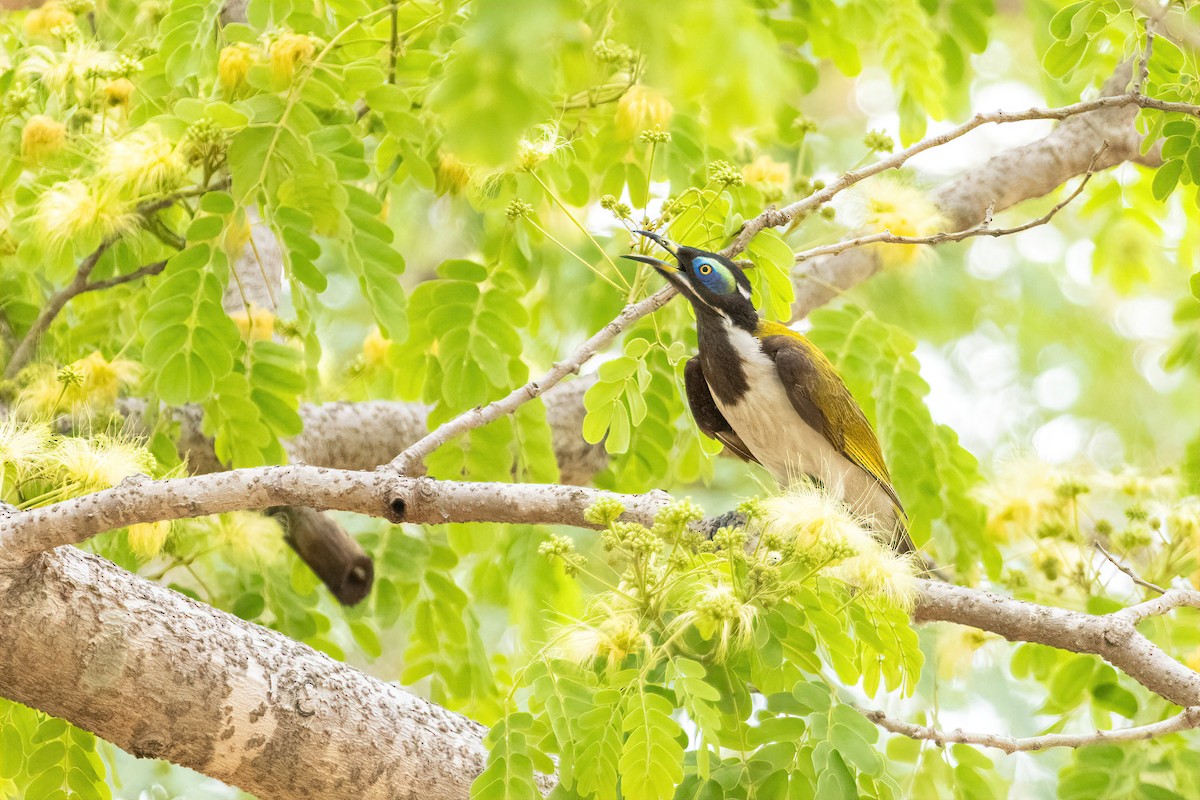 Blue-faced Honeyeater - ML643155899