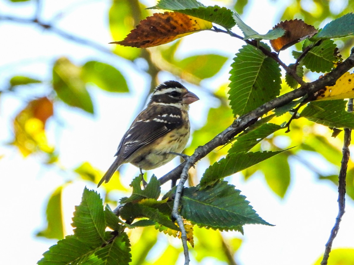 Rose-breasted Grosbeak - ML643155948