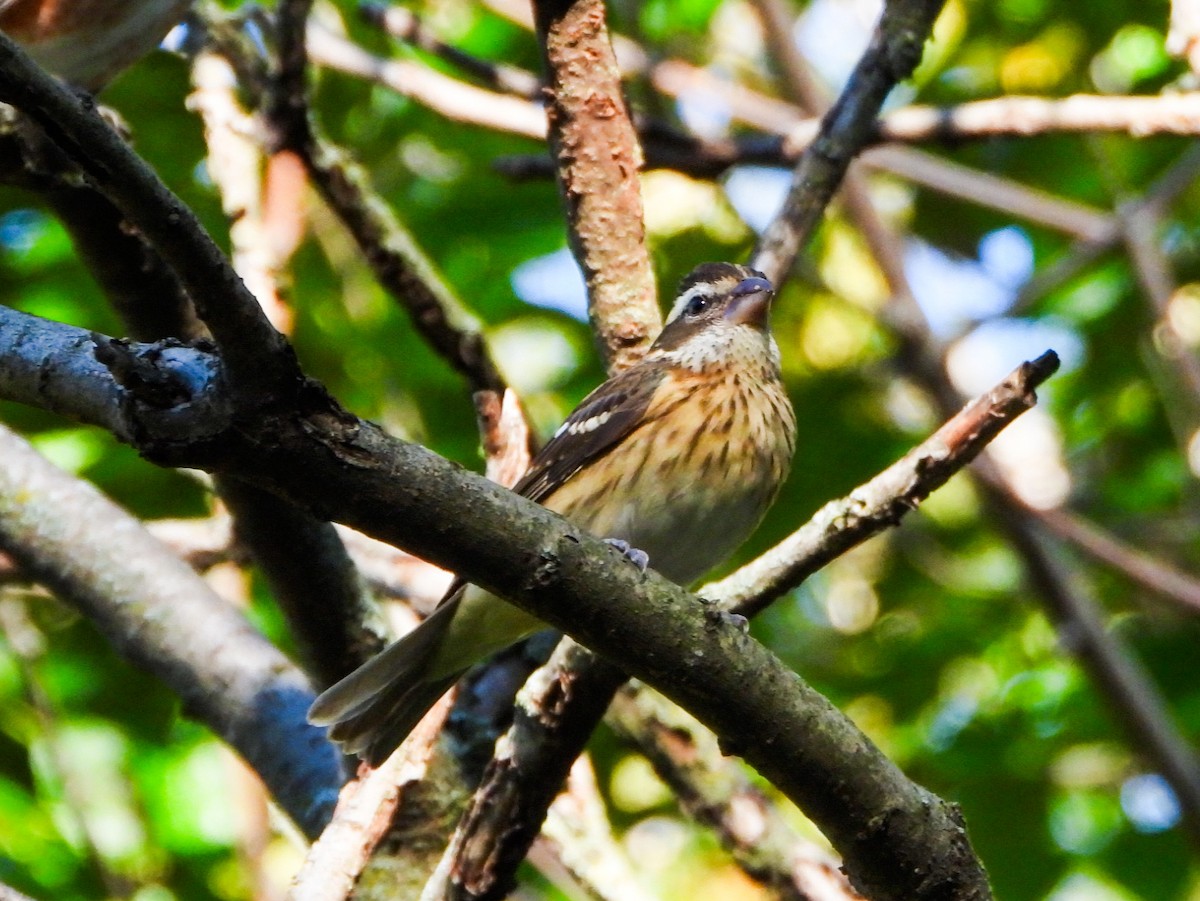 Rose-breasted Grosbeak - ML643155949