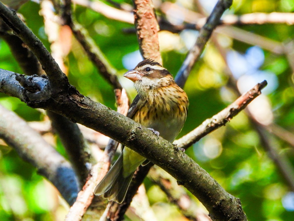 Rose-breasted Grosbeak - ML643155950