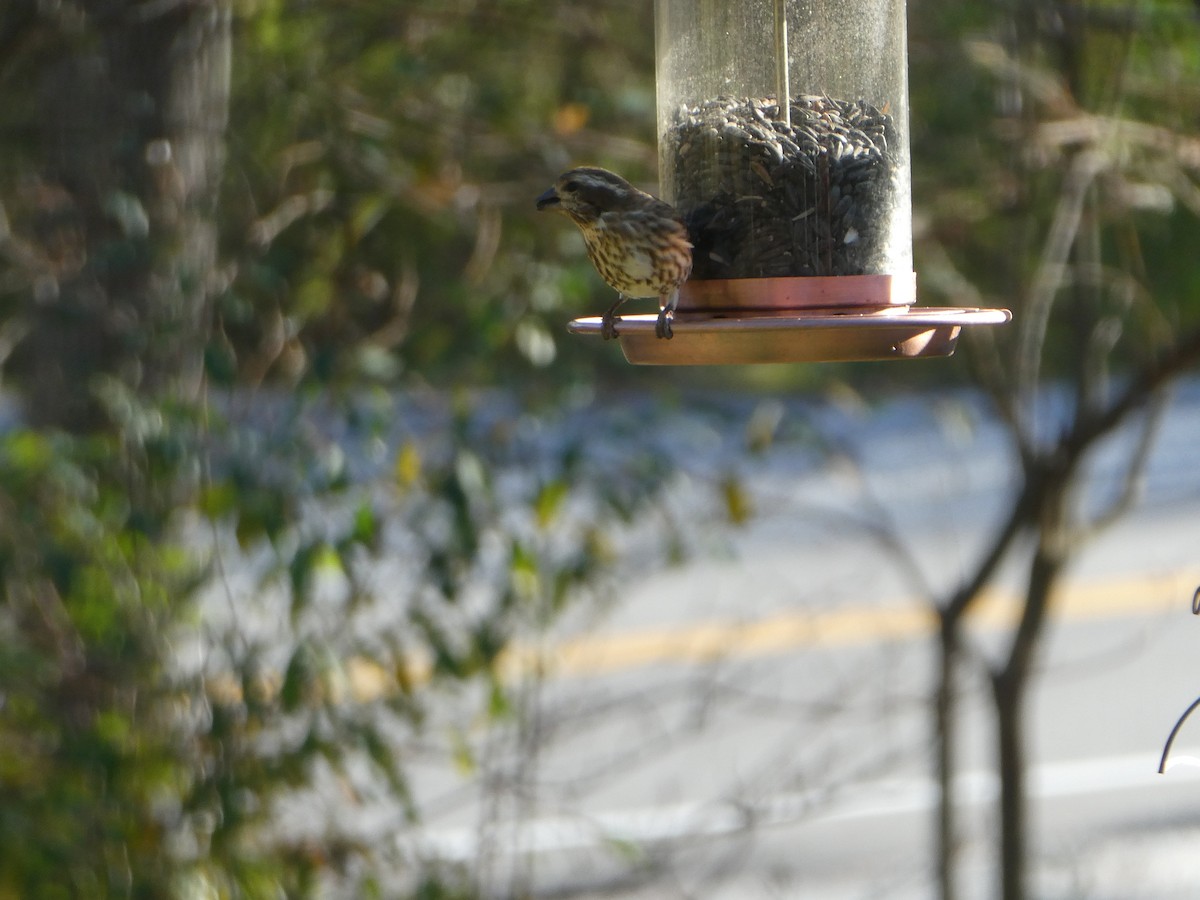 Purple Finch - ML643155953