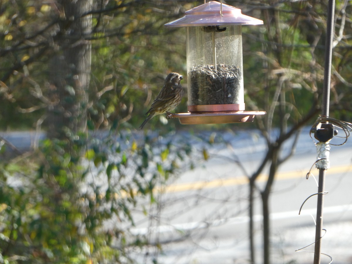 Purple Finch - ML643155954