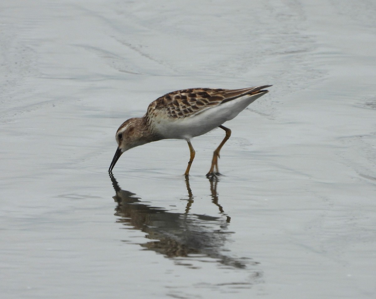 Least Sandpiper - ML643155957