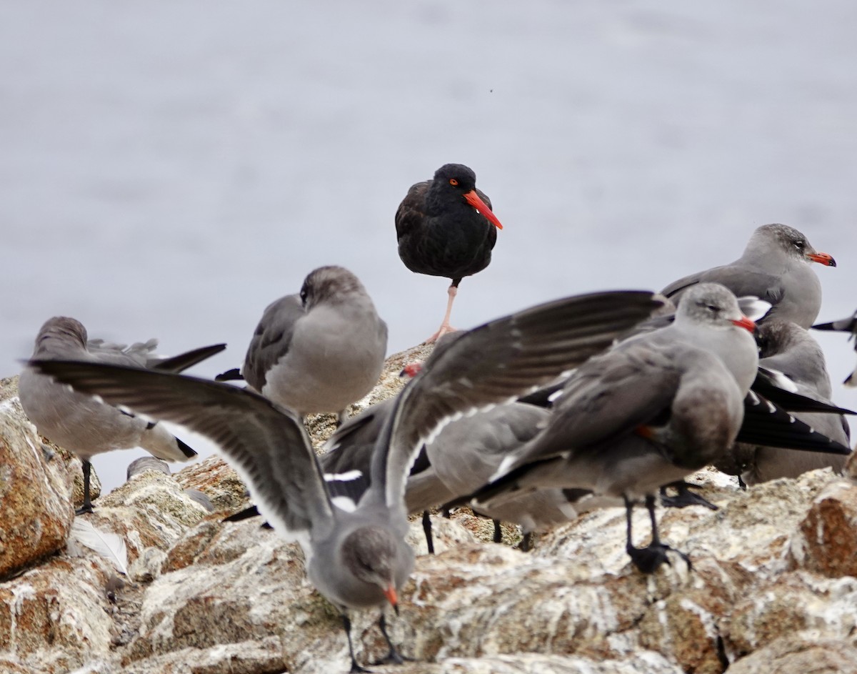 Black Oystercatcher - ML643155967