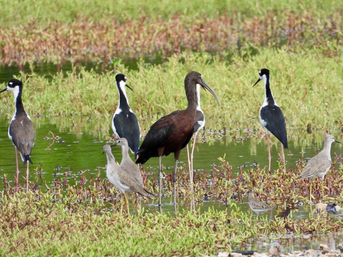 Glossy Ibis - ML643155996