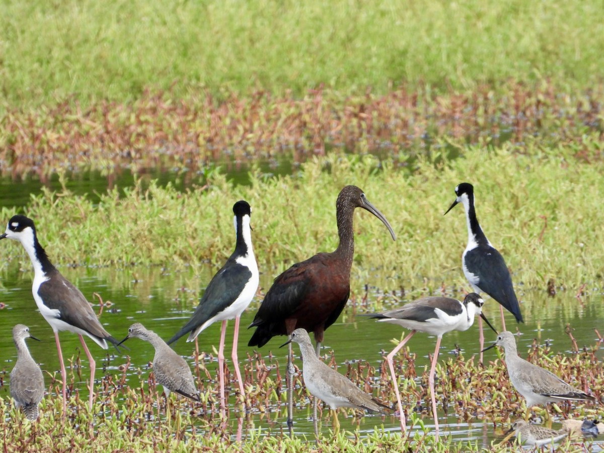 Glossy Ibis - ML643155997