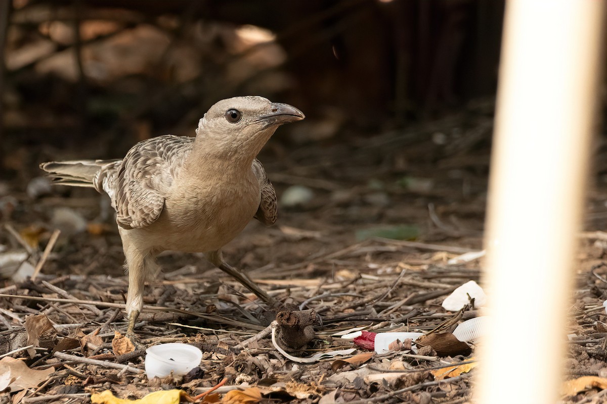 Great Bowerbird - ML643156015