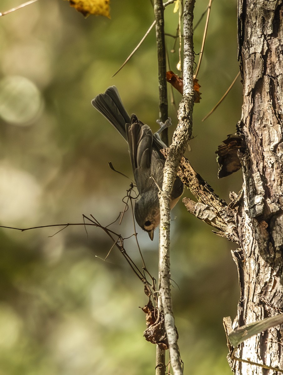 Tufted Titmouse - ML643156016