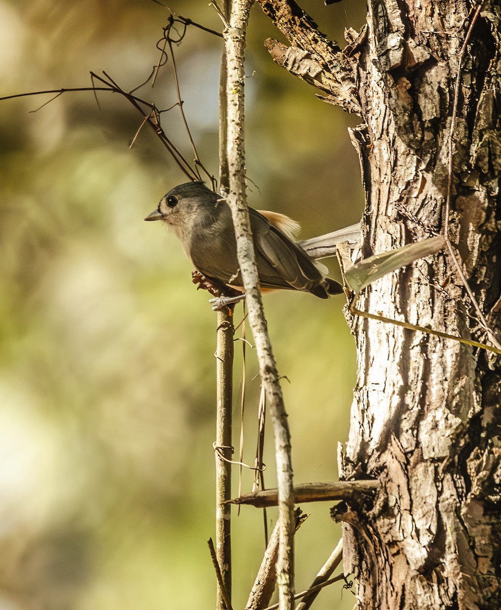 Tufted Titmouse - ML643156017