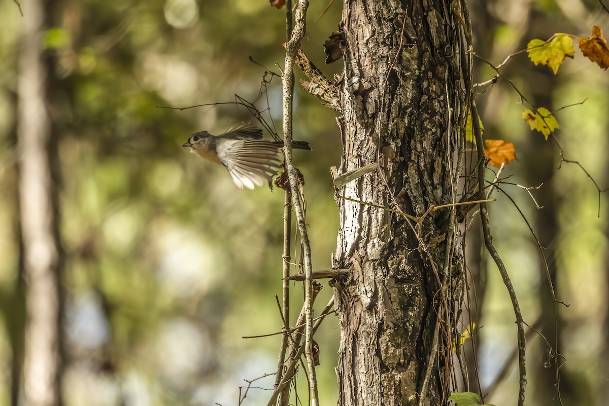 Tufted Titmouse - ML643156018