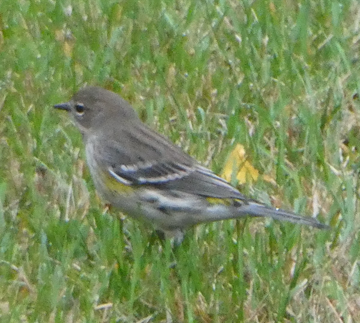 Yellow-rumped Warbler - ML643156022