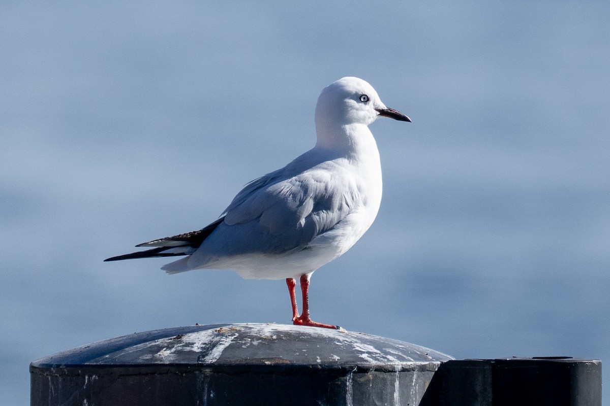 Black-billed Gull - ML643156027