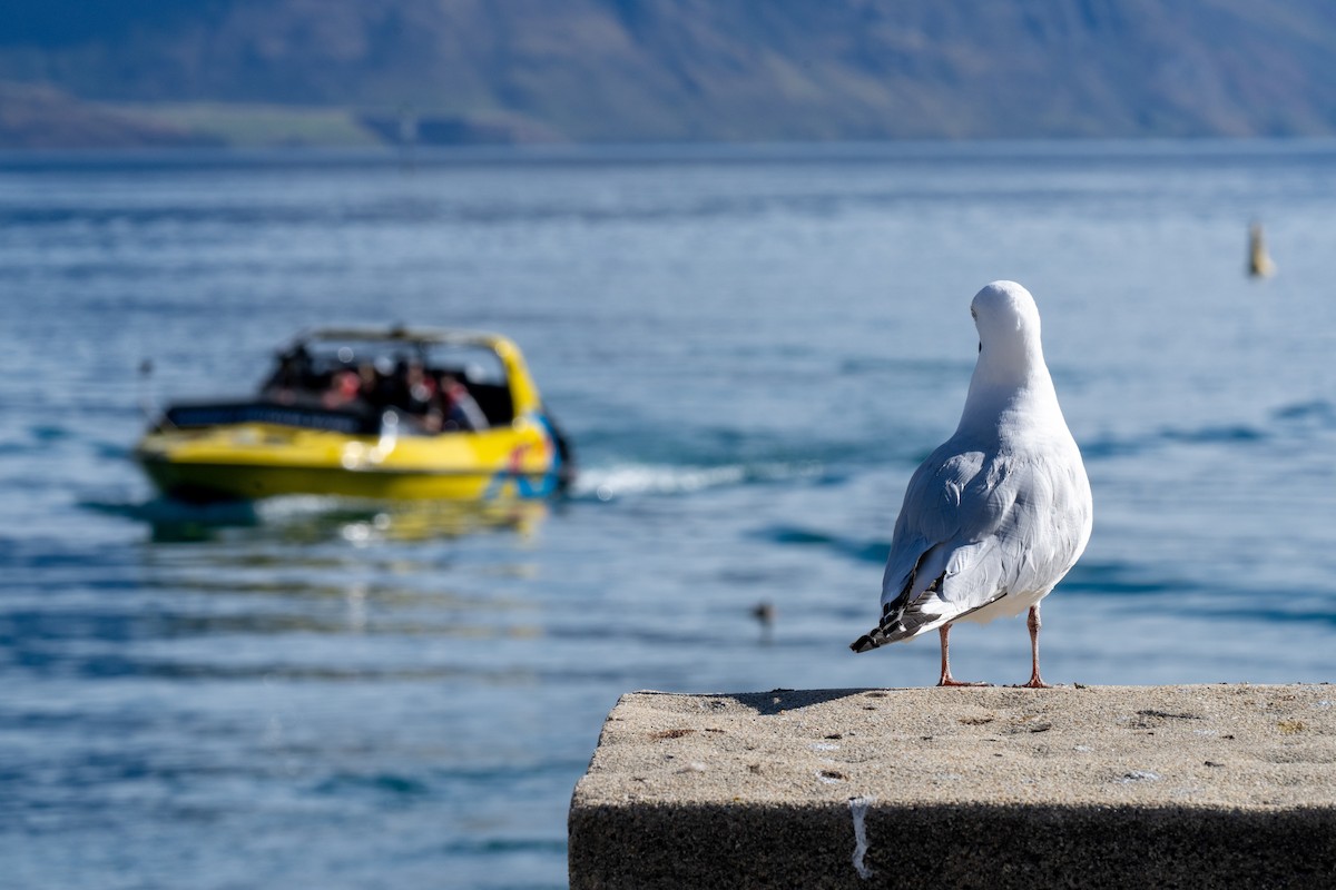 Black-billed Gull - ML643156028