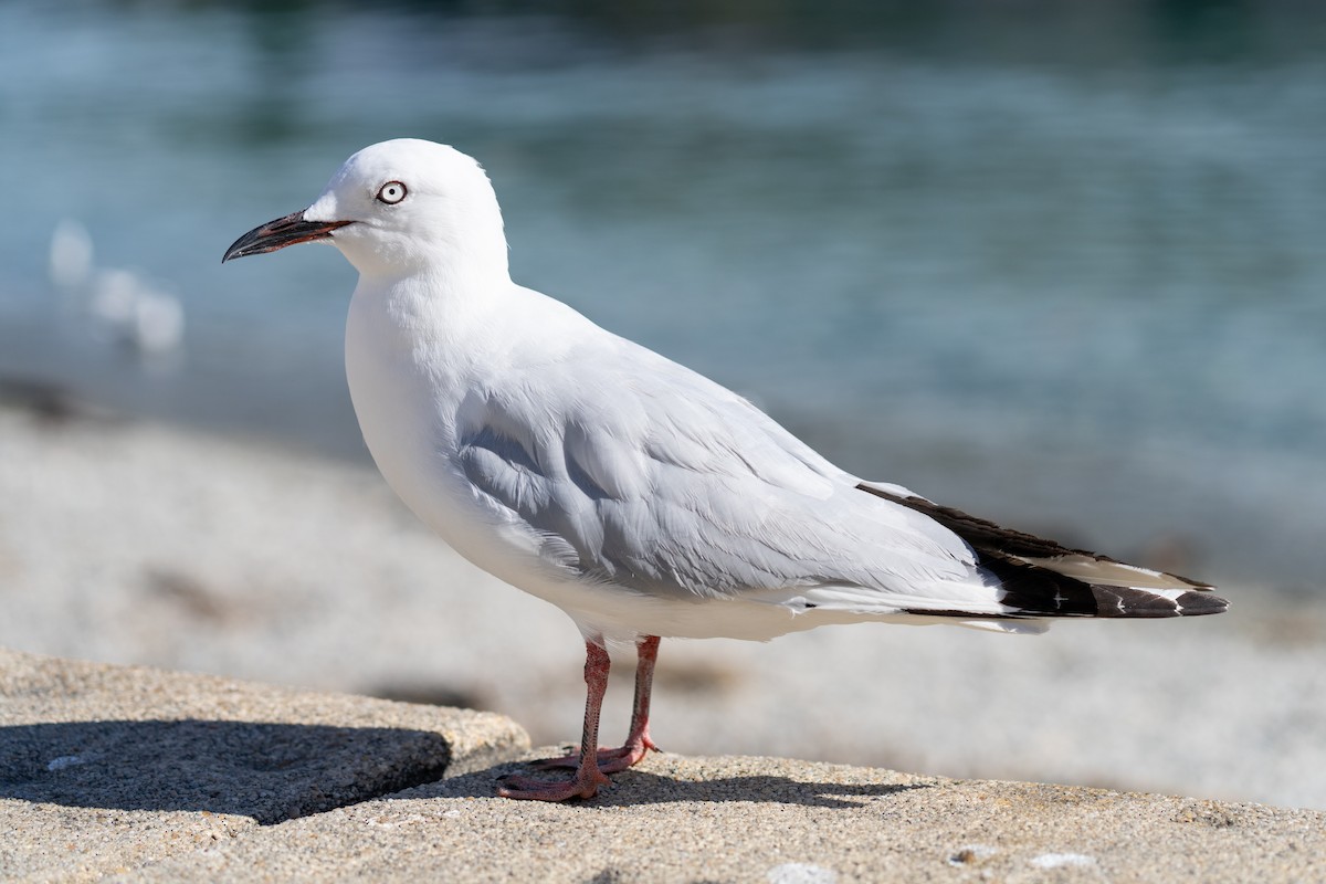 Black-billed Gull - ML643156029