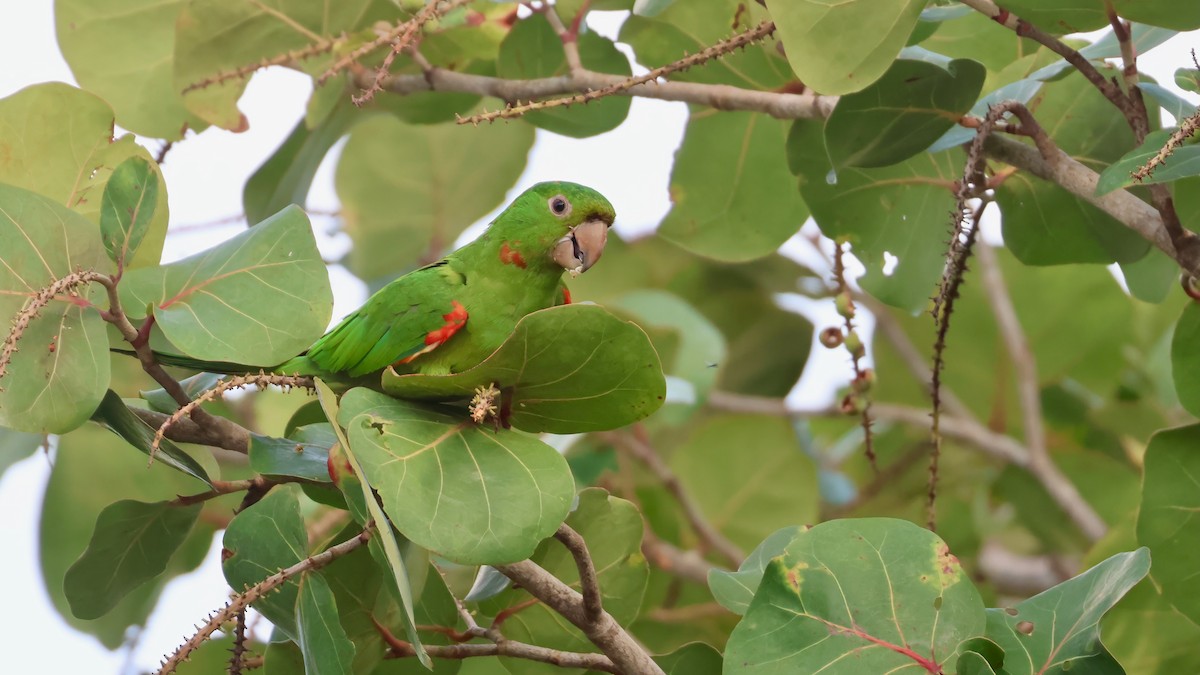 Conure pavouane - ML643156084