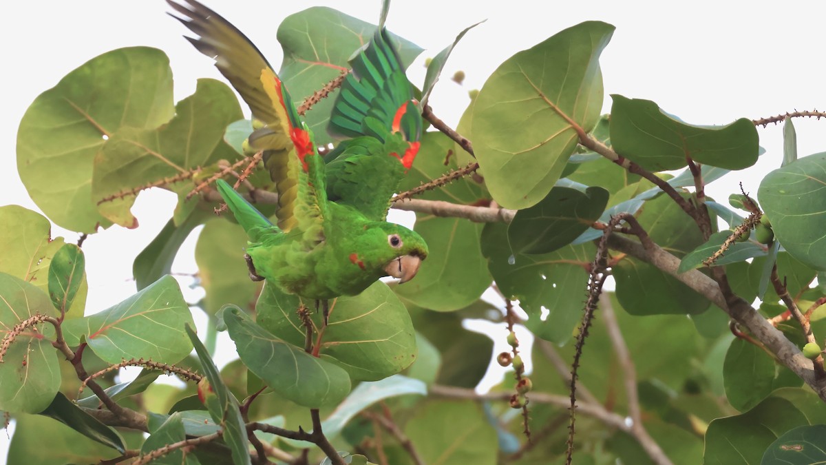 Conure pavouane - ML643156088