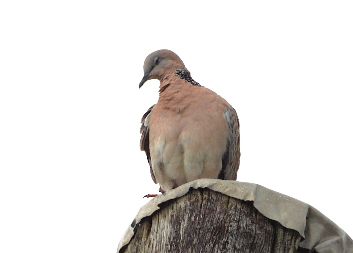 Spotted Dove - ML643156089