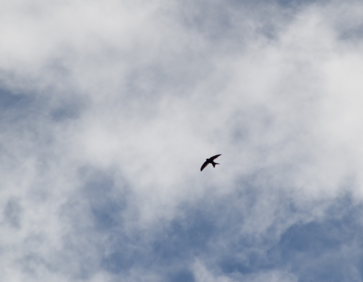 Plain Swift - ML643156101