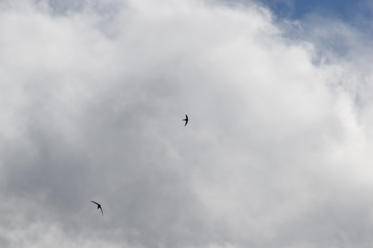 Plain Swift - ML643156102