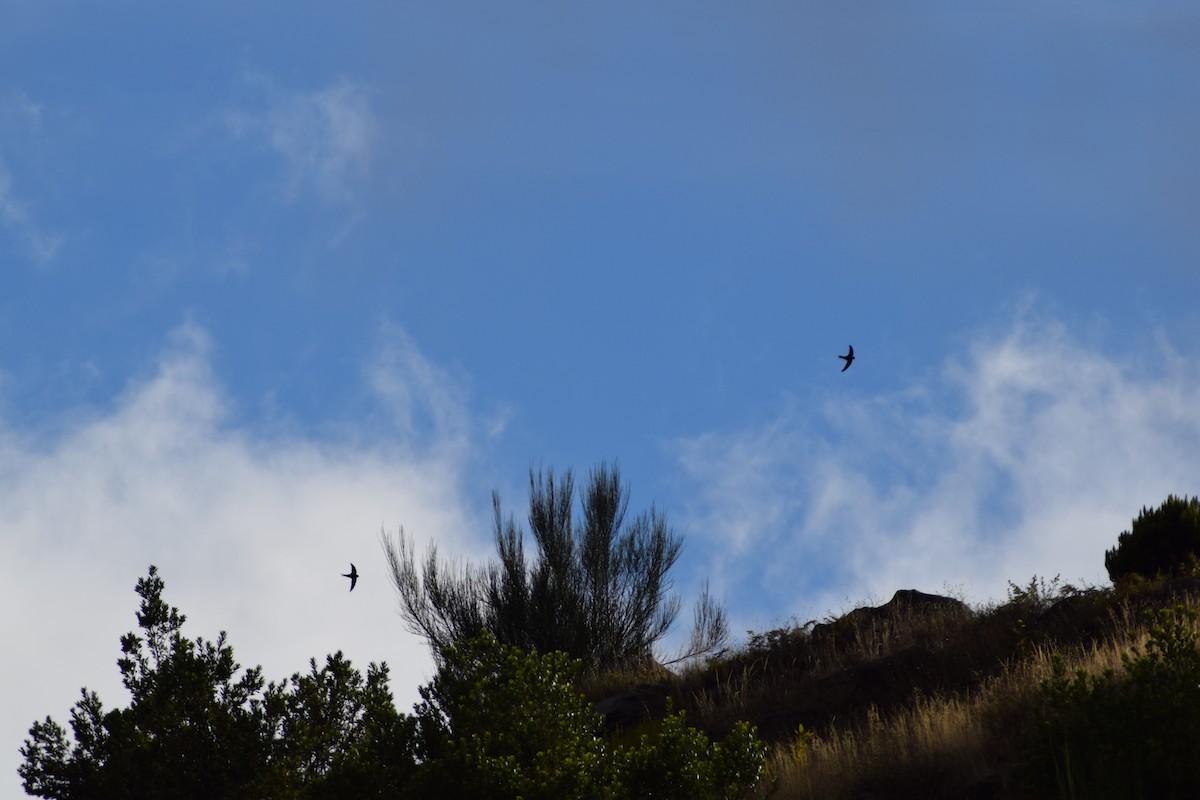 Plain Swift - ML643156105
