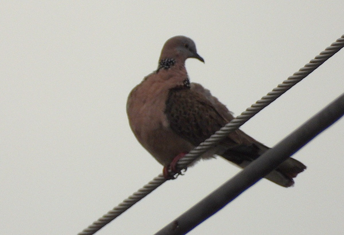 Spotted Dove - ML643156106