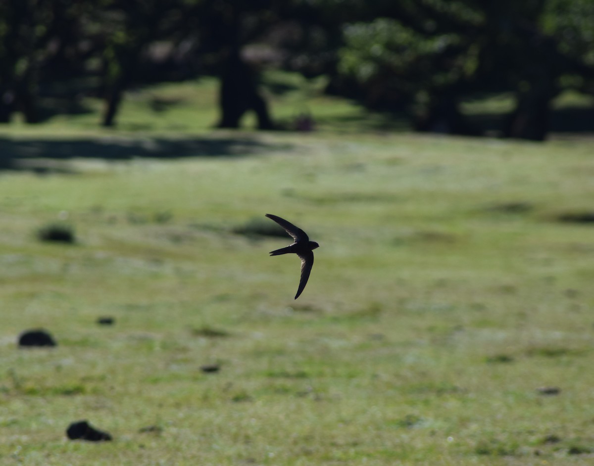 Plain Swift - ML643156131