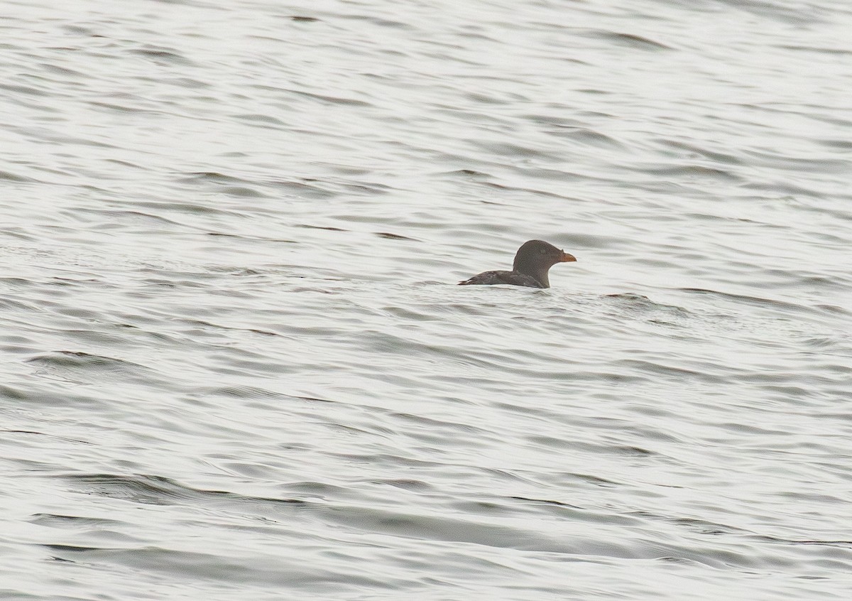 Rhinoceros Auklet - ML643156139