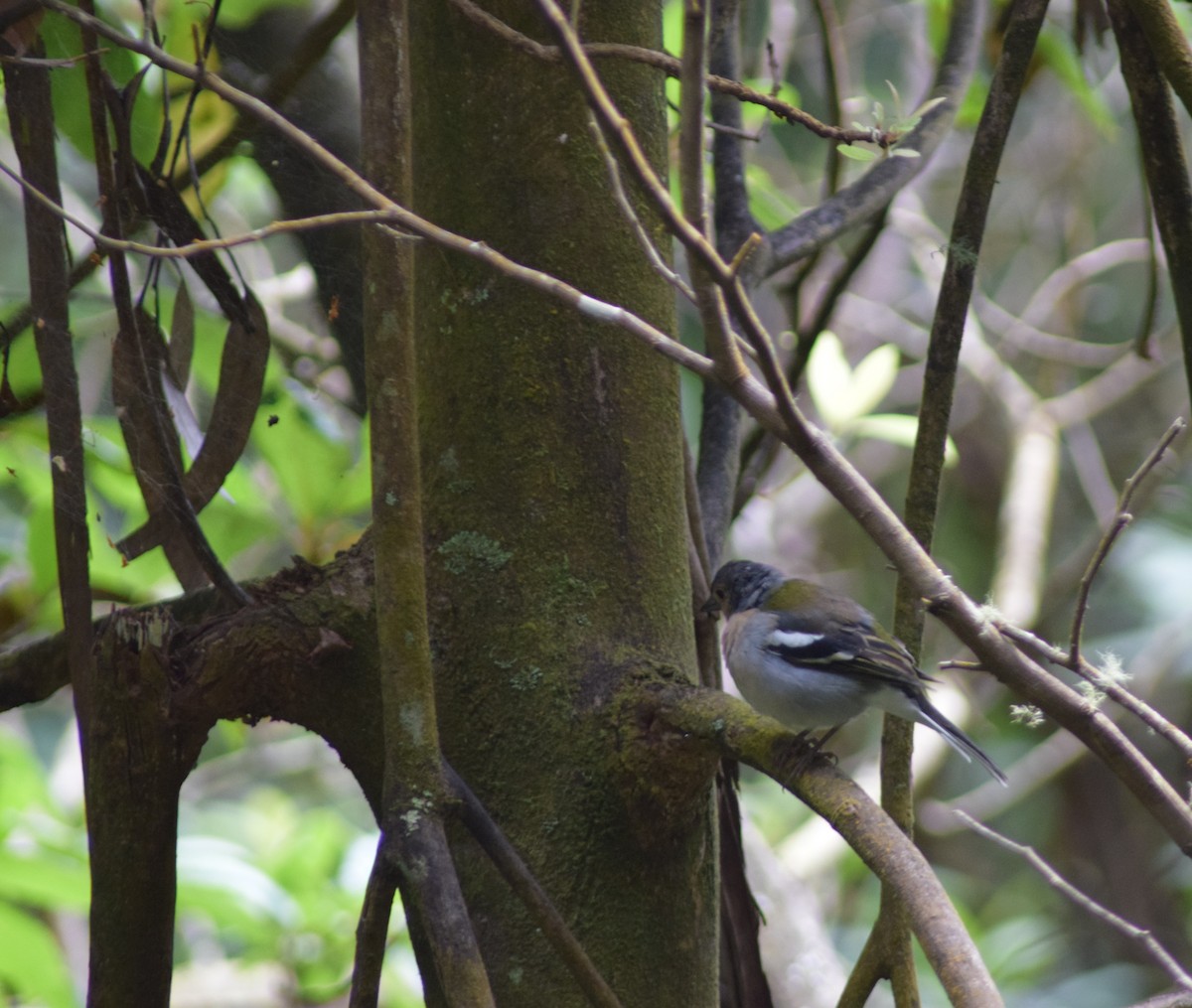 madeirafink - ML643156161