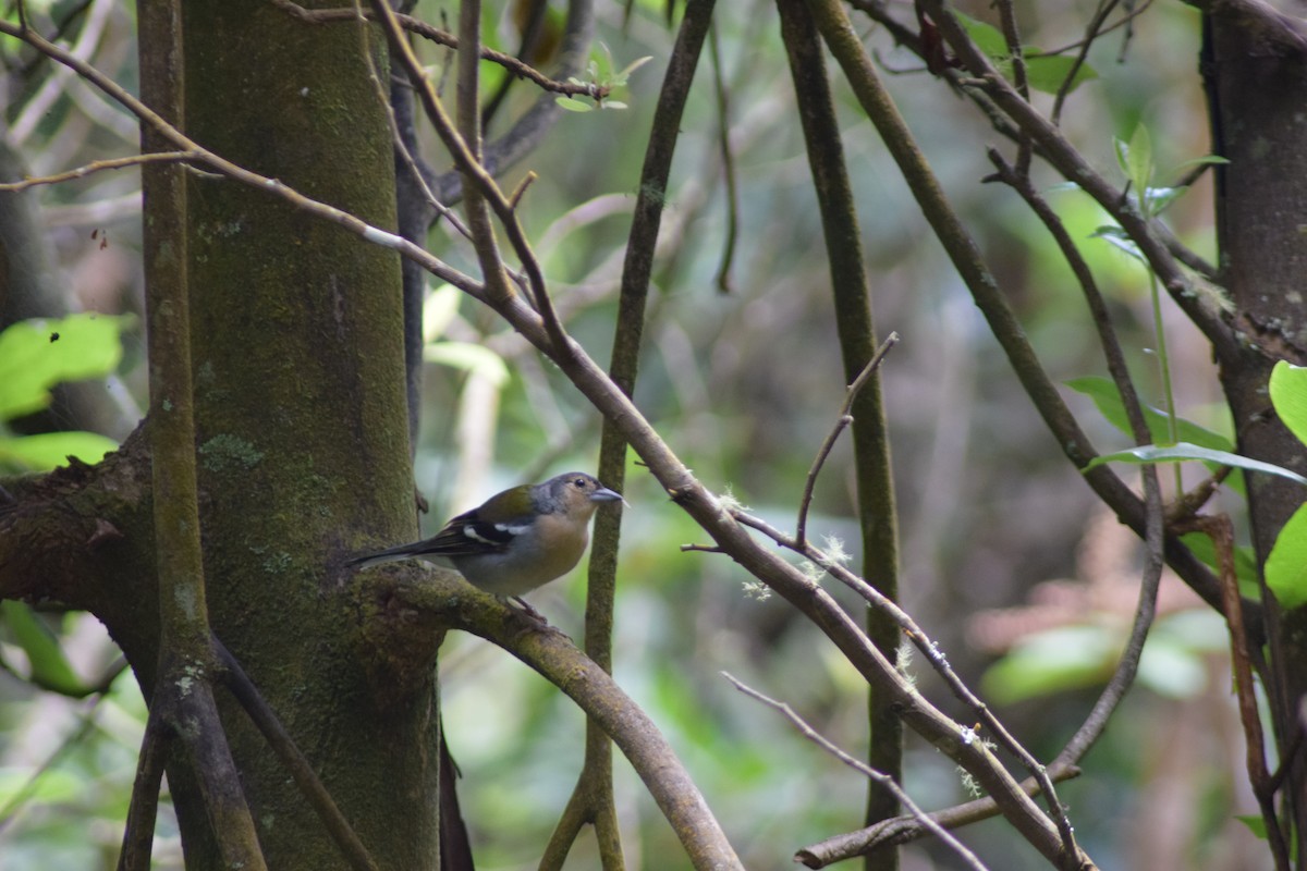 madeirafink - ML643156163