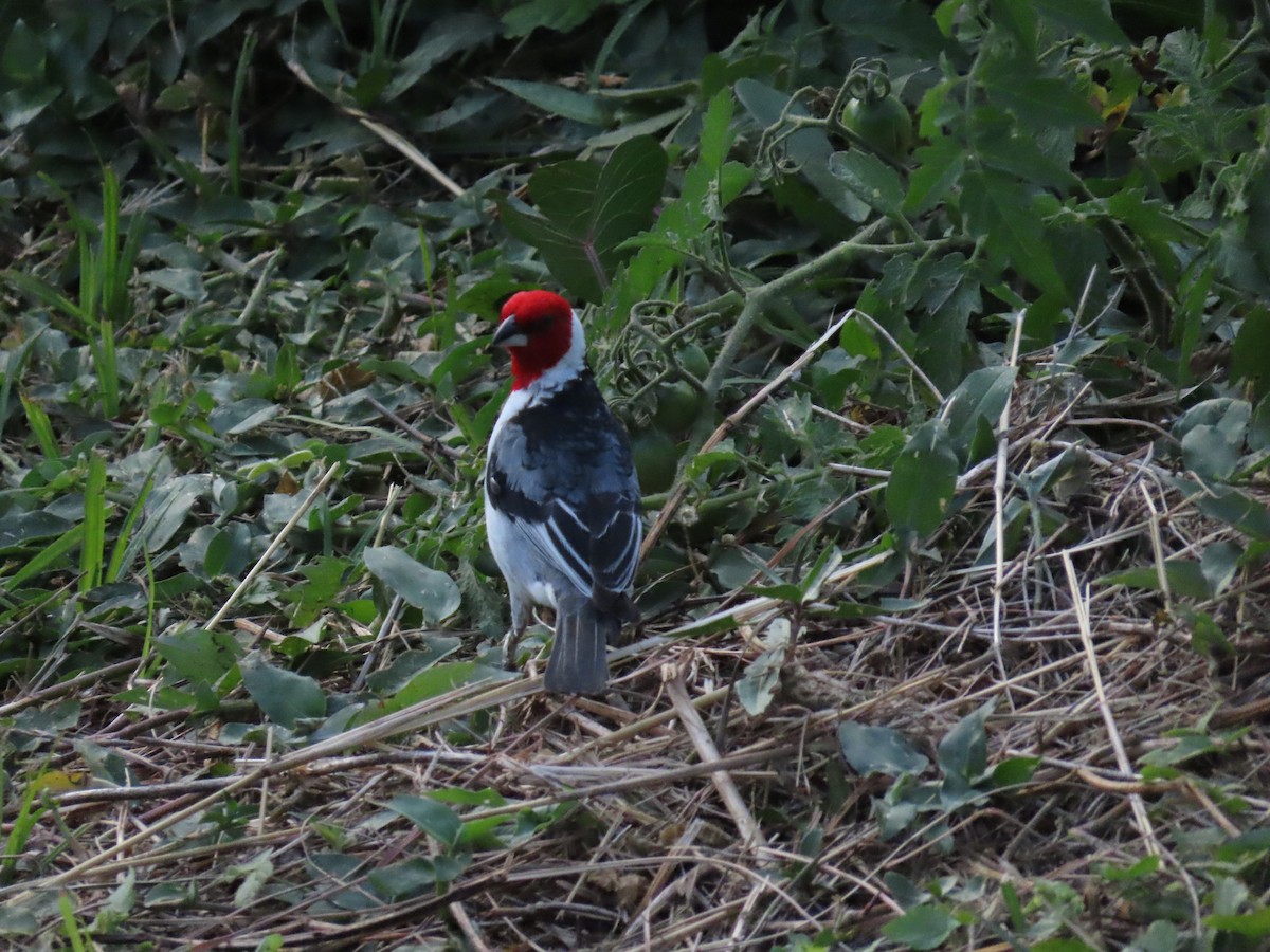 Red-cowled Cardinal - ML643156191