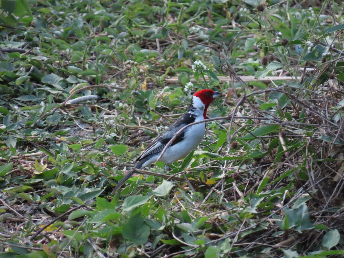 Red-cowled Cardinal - ML643156192