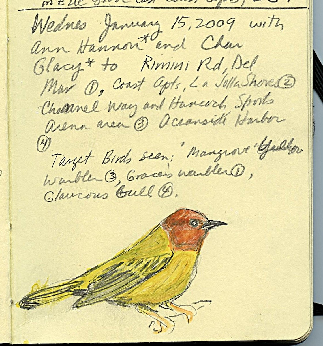 Mangrove Yellow Warbler - ML643156206