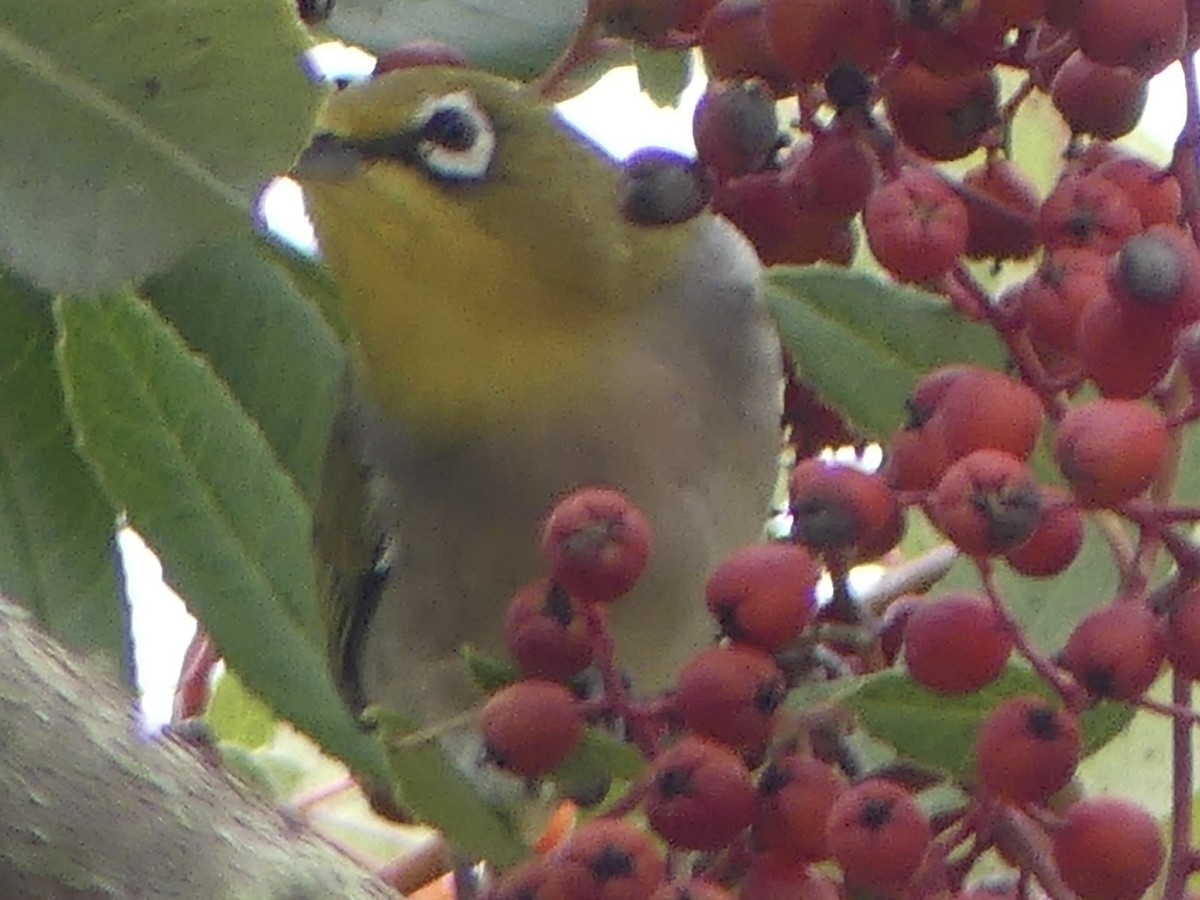Swinhoe's White-eye - ML643156212