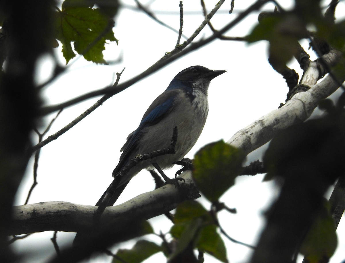 California Scrub-Jay - ML643156218